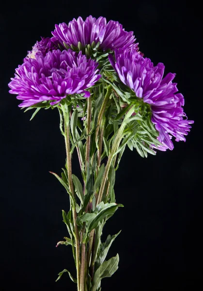 asters flowers on black background closeup