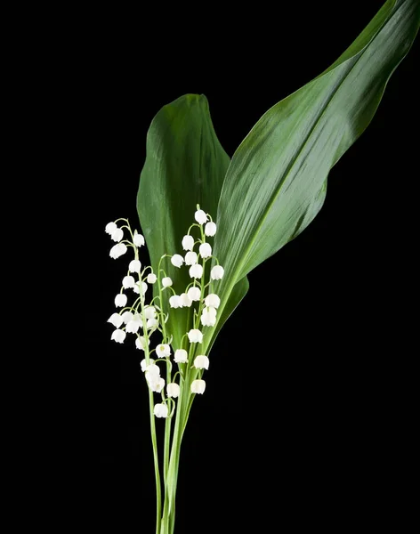 Blommor liljekonvalj på en svart bakgrund-närbild — Stockfoto