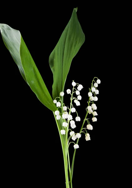 Bloemen lelietje van dalen op een zwarte achtergrond close-up — Stockfoto