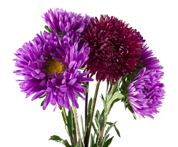 Beyaz arka plan yakın çekim izole yaz çiçek