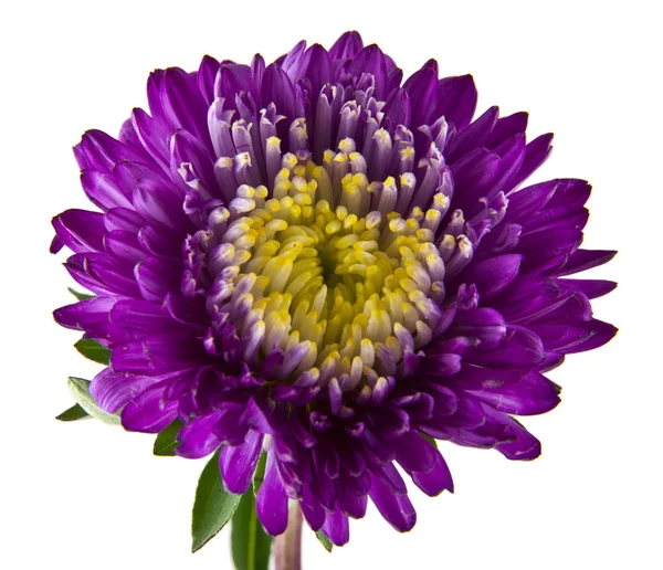 Beyaz arka plan yakın çekim izole yaz çiçek