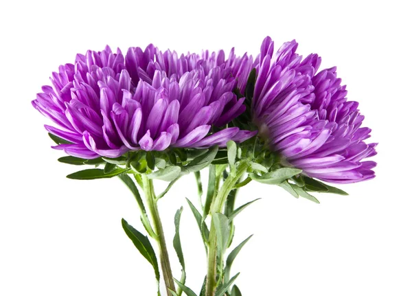 Beyaz arka plan yakın çekim izole yaz çiçek