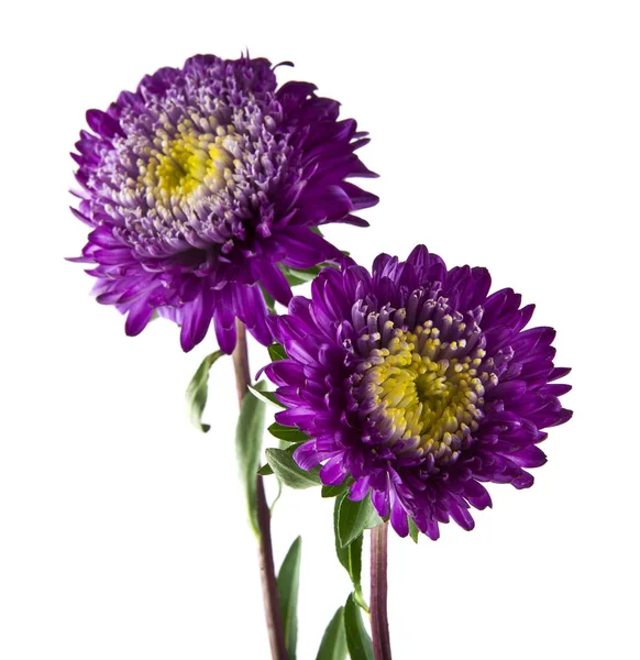 Fleurs d'été isolées sur fond blanc gros plan — Photo