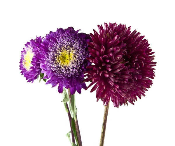 Beyaz arka plan yakın çekim izole yaz çiçek