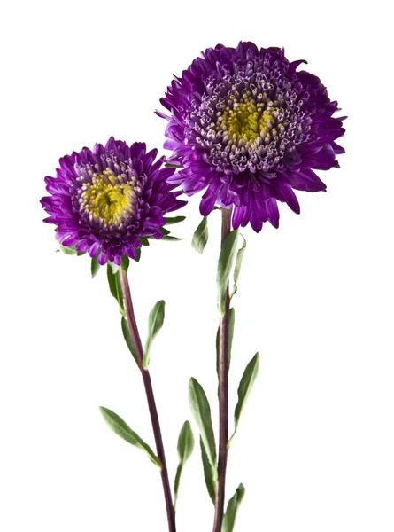 Beyaz arka plan yakın çekim izole yaz çiçek