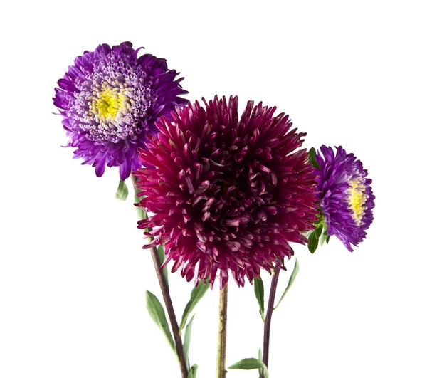 Beyaz arka plan yakın çekim izole yaz çiçek