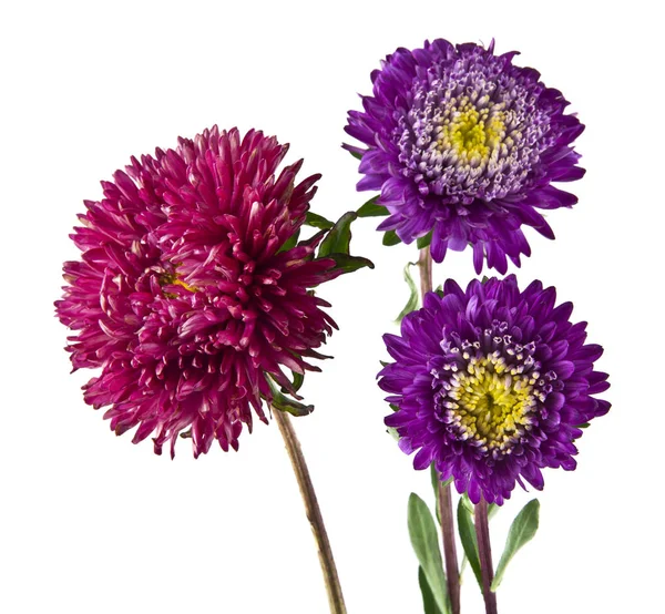 Beyaz arka plan yakın çekim izole yaz çiçek