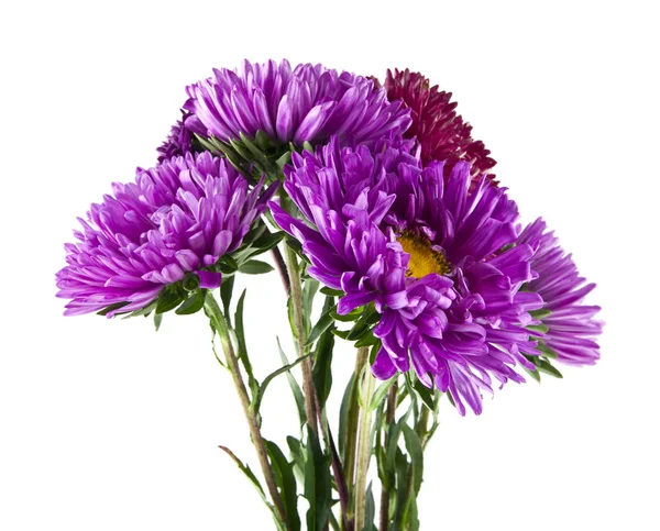 Beyaz arka plan yakın çekim izole yaz çiçek