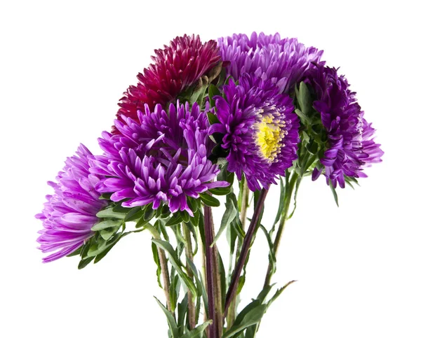 Beyaz arka plan yakın çekim izole yaz çiçek