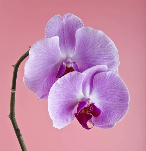 Kwiaty Orchid na różowym tle zbliżenie — Zdjęcie stockowe