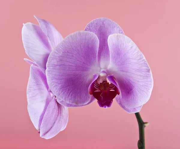 Kwiaty Orchid na różowym tle zbliżenie — Zdjęcie stockowe