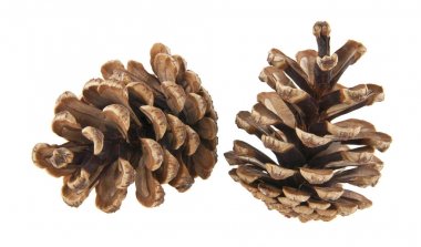 Beyaz arka plan closeup izole koniler