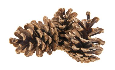 Beyaz arka plan closeup izole koniler