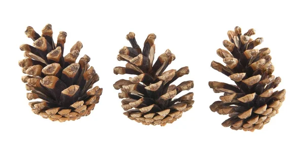 Cones isolados no fundo branco close-up — Fotografia de Stock