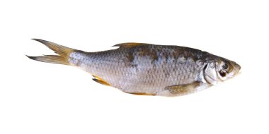 kurutulmuş balık beyaz arka plan closeup izole