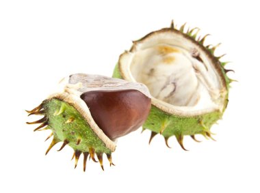 Beyaz arka plan closeup izole kestane