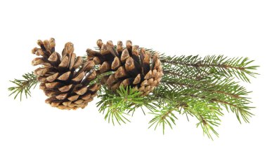 Beyaz arka planda izole edilmiş konileri olan Noel ağacının dalı