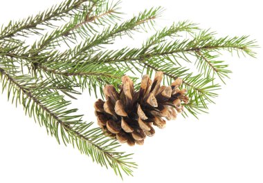 Beyaz arka planda izole edilmiş konileri olan Noel ağacının dalı