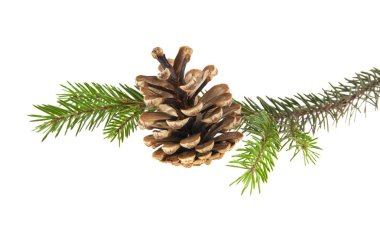 Beyaz arka planda izole edilmiş konileri olan Noel ağacının dalı