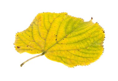 Beyaz arka plan yakın çekim izole sonbahar yaprakları