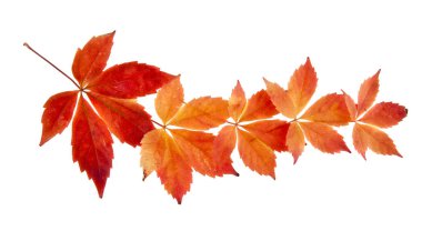 Beyaz arka plan closeup izole kırmızı yaprak