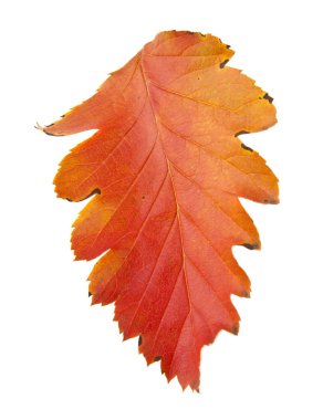 Beyaz arka plan yakın çekim izole sonbahar yaprakları