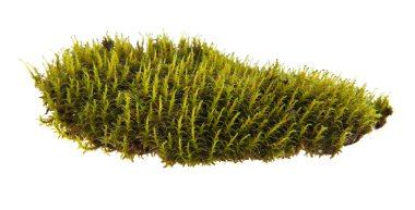 Beyaz arka plan closeup izole yosun