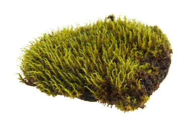 Beyaz arka plan closeup izole yosun