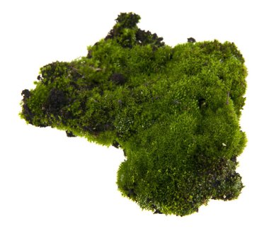 Beyaz arka plan closeup izole yosun