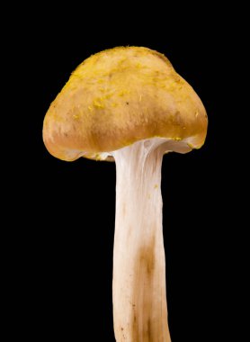 bir siyah arka plan closeup tarihinde mantarlar