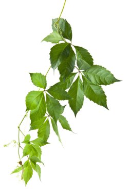 Beyaz arka plan yakın çekim izole üzüm yeşil yaprakları