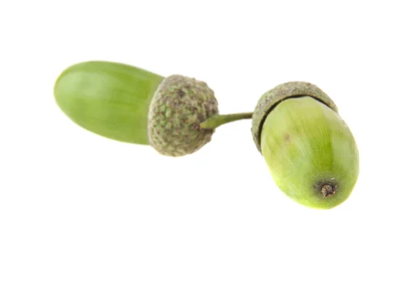 Acorns isolated on white background closeup — Stock Photo, Image