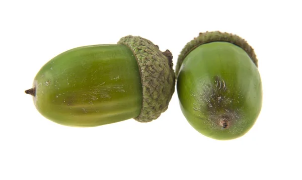 Acorns isolated on white background closeup — Stock Photo, Image