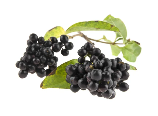 Emberi fogyasztásra alkalmatlan fekete bogyós gyümölcsök, elszigetelt fehér háttér Vértes — Stock Fotó
