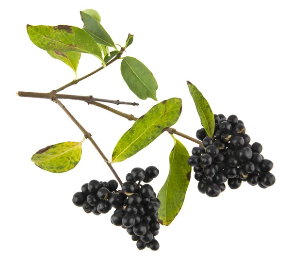 Ungenießbare schwarze Beeren isoliert auf weißem Hintergrund Nahaufnahme — Stockfoto