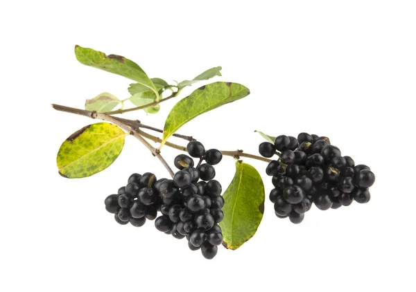 Несъедобные черные ягоды, выделенные на белом фоне крупным планом — стоковое фото