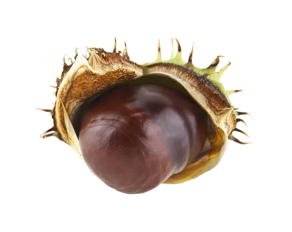 Chestnut isolated on white background closeup — Stock Photo, Image