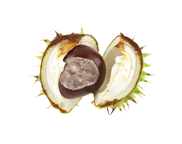 Chestnut isolated on white background closeup — Stock Photo, Image