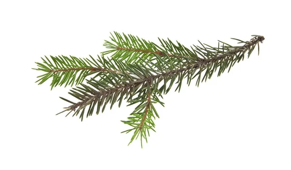 Branch of Christmas tree isolated on white background close-up — Stock Photo, Image