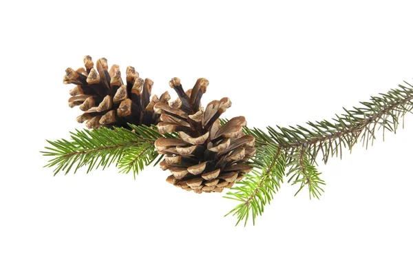 Zweig des Weihnachtsbaums mit Zapfen isoliert auf weißem Hintergrund — Stockfoto
