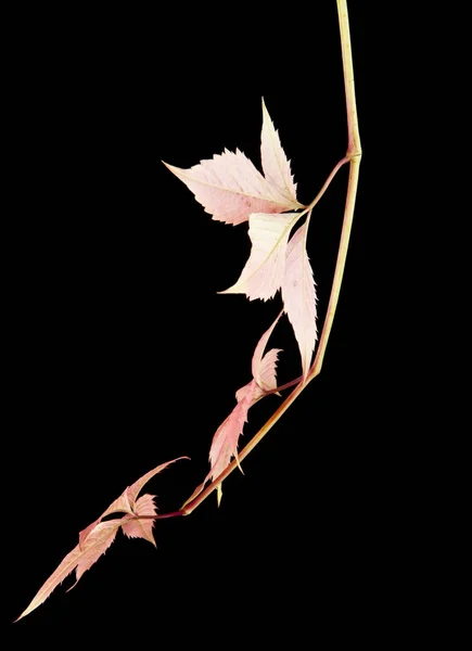黒の背景に分離された紅葉つる葉 — ストック写真