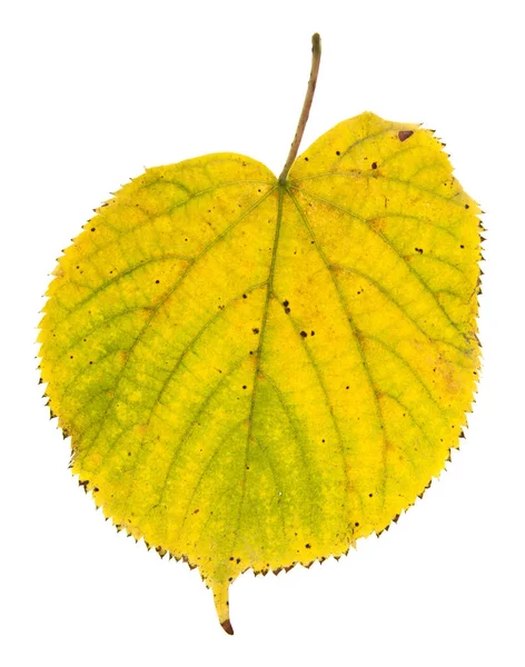 Осенние листья выделены на белом фоне крупным планом — стоковое фото