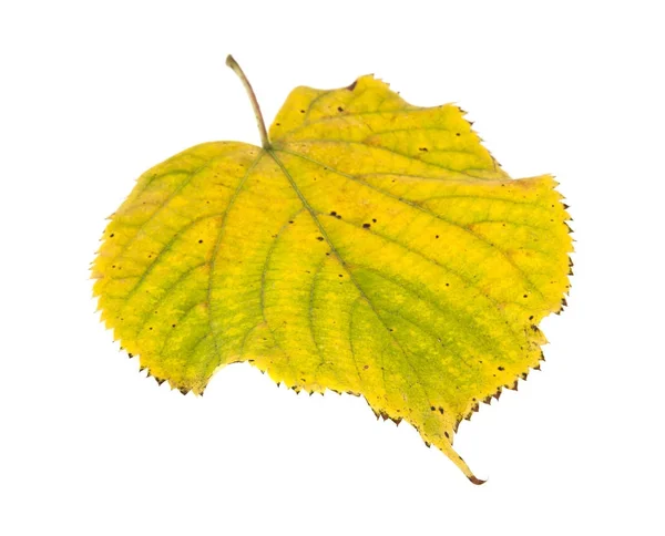 Podzimní listí izolovaných na bílém pozadí detail — Stock fotografie