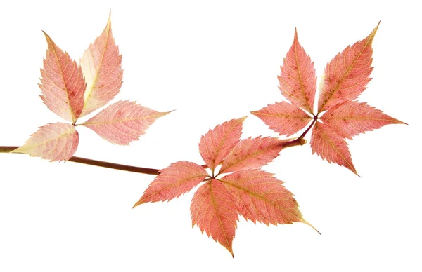 Foglie di uva rossa isolate su fondo bianco primo piano — Foto Stock