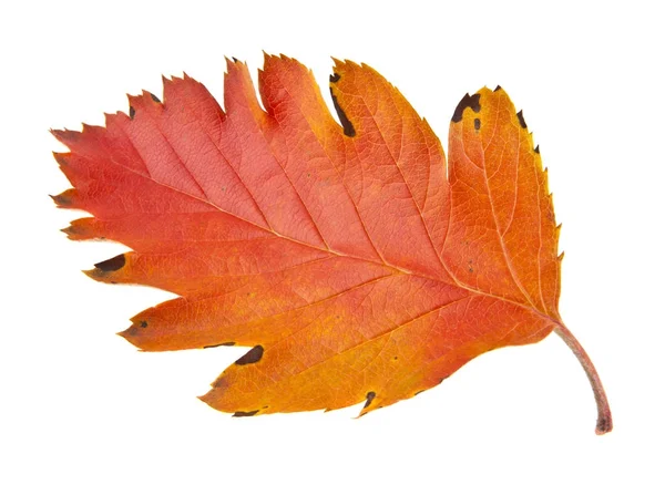 Folhas de outono isolado no fundo branco close-up — Fotografia de Stock