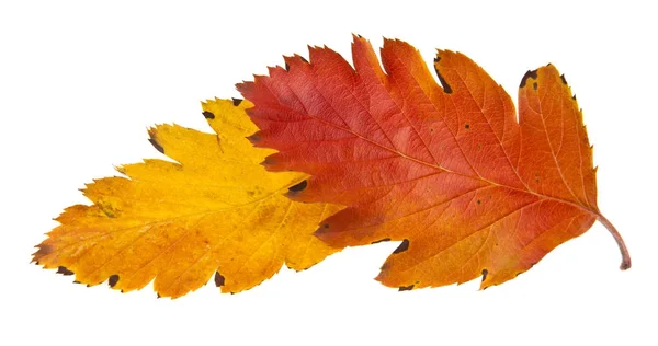 Podzimní listí izolovaných na bílém pozadí detail — Stock fotografie