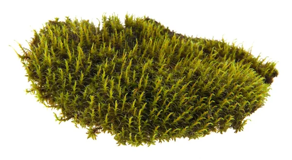 Beyaz arka plan closeup izole yosun — Stok fotoğraf