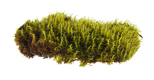 Moss izolovaných na bílém pozadí closeup — Stock fotografie