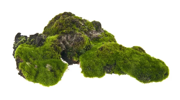 Moss izolovaných na bílém pozadí closeup — Stock fotografie