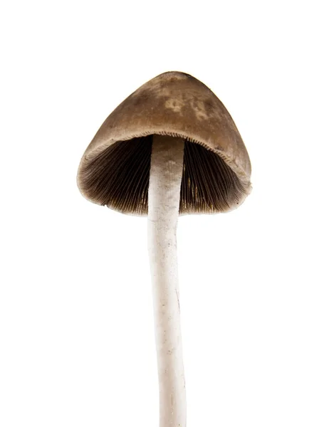 Psilocybe semilanceata cogumelos isolados sobre fundo branco c — Fotografia de Stock